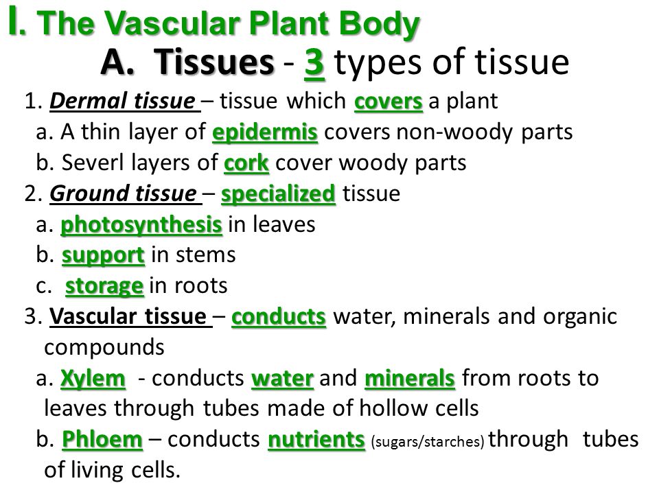 I. The Vascular Plant Body