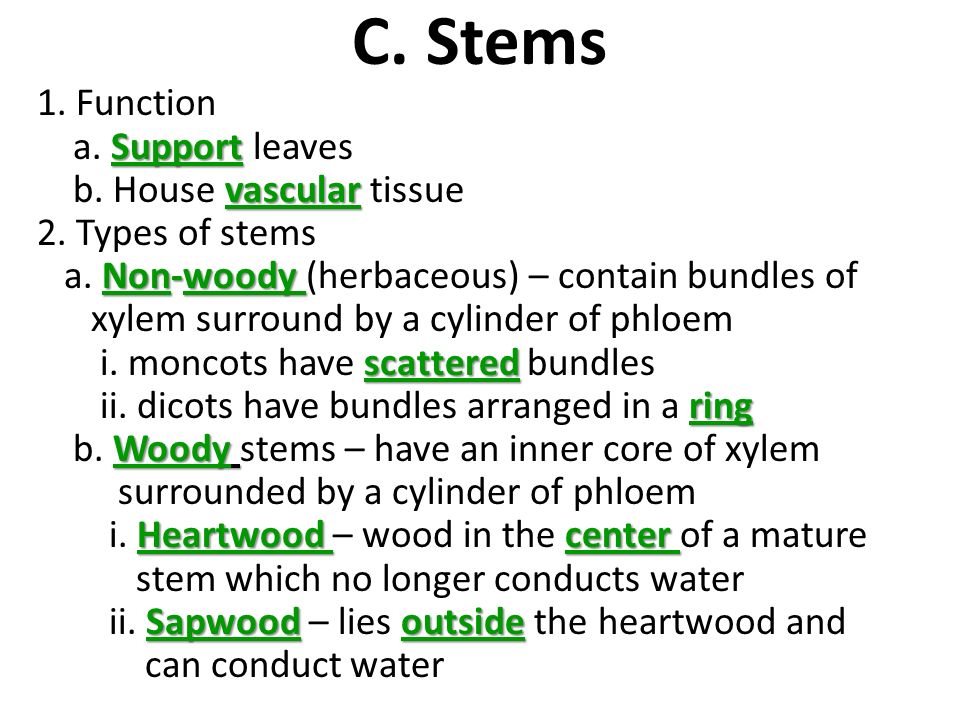 C. Stems 1. Function a. Support leaves b. House vascular tissue