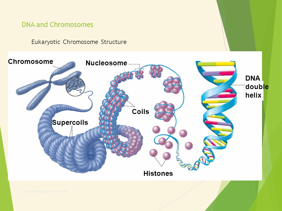 Eukaryotic Chromosome Structure. 