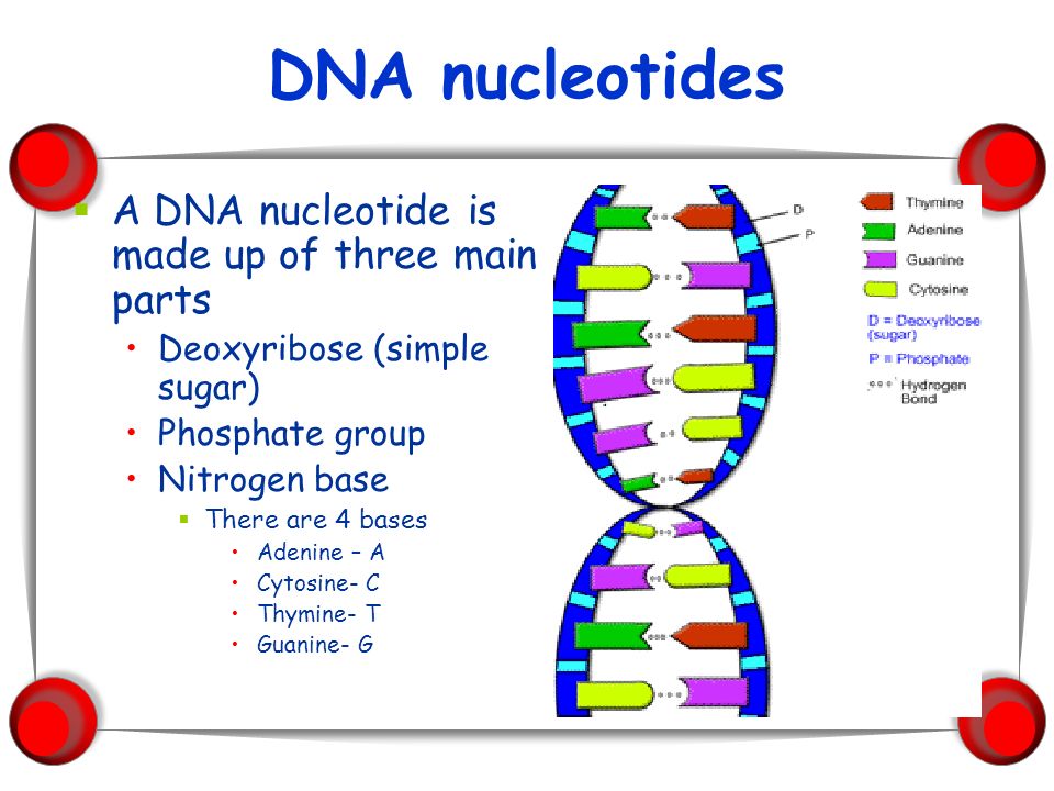 The Structure Of Dna Ppt Download