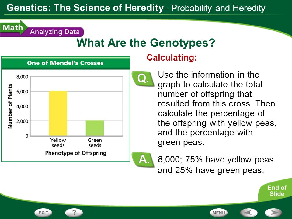 What Are the Genotypes - Probability and Heredity Calculating: