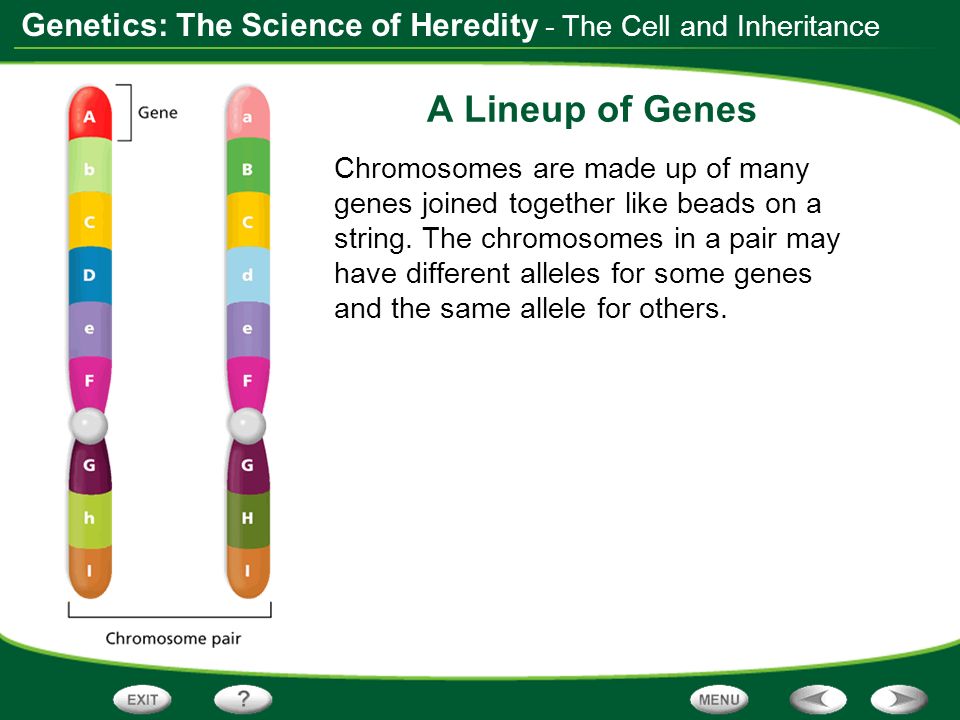 A Lineup of Genes - The Cell and Inheritance