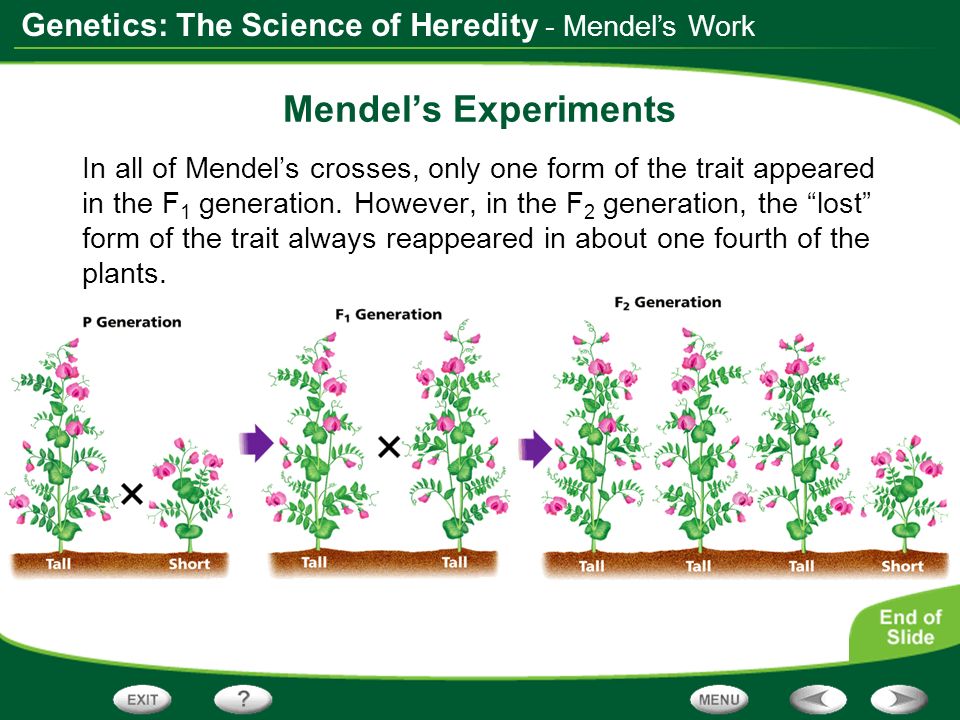 Mendel’s Experiments - Mendel’s Work