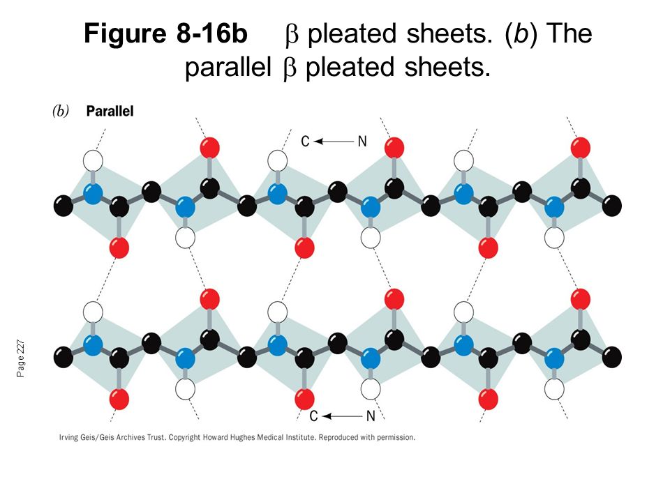 Beta Pleated Sheet Parallel Vs Antiparallel