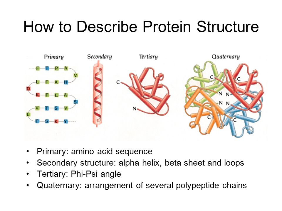 alpha helix and beta sheet ppt