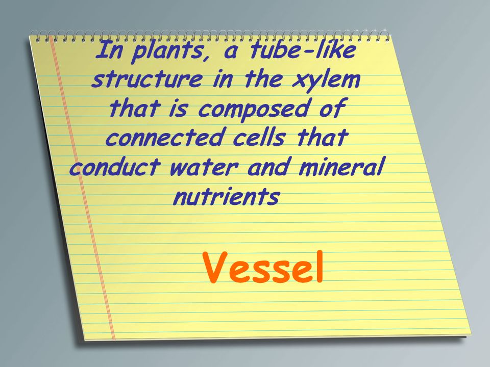 In plants, a tube-like structure in the xylem that is composed of connected cells that conduct water and mineral nutrients