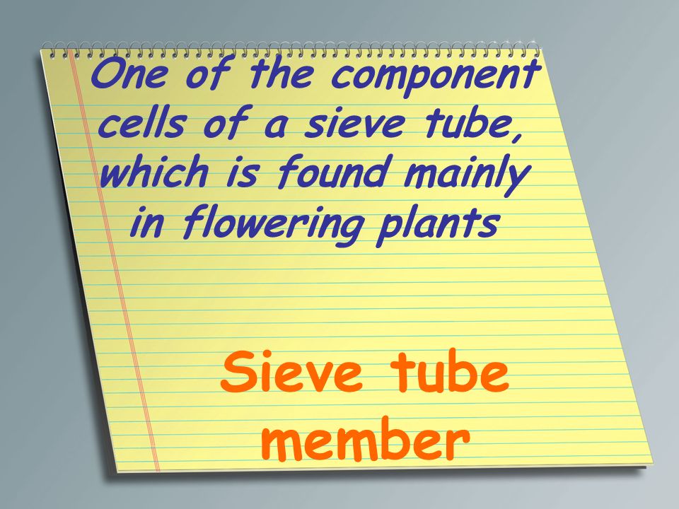 One of the component cells of a sieve tube, which is found mainly in flowering plants