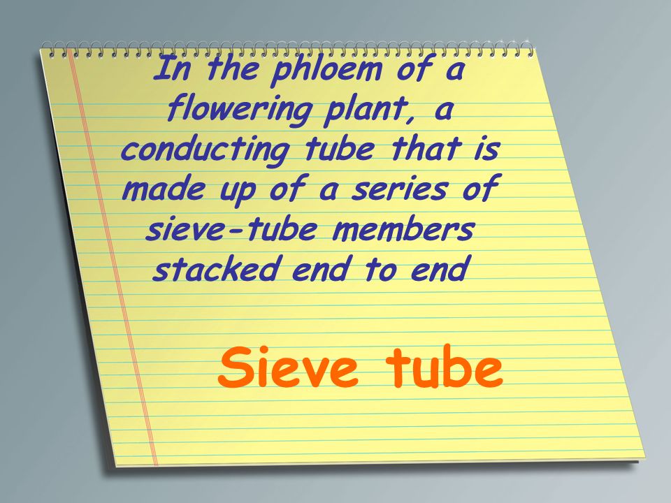 In the phloem of a flowering plant, a conducting tube that is made up of a series of sieve-tube members stacked end to end