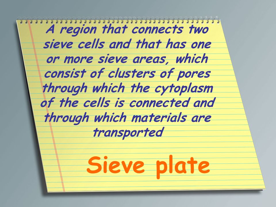 A region that connects two sieve cells and that has one or more sieve areas, which consist of clusters of pores through which the cytoplasm of the cells is connected and through which materials are transported
