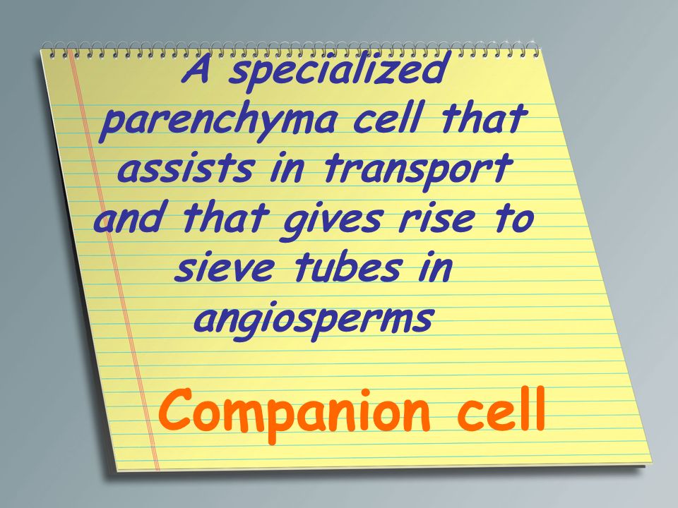 A specialized parenchyma cell that assists in transport and that gives rise to sieve tubes in angiosperms