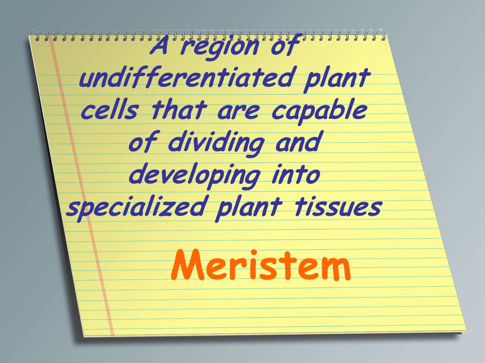 A region of undifferentiated plant cells that are capable of dividing and developing into specialized plant tissues