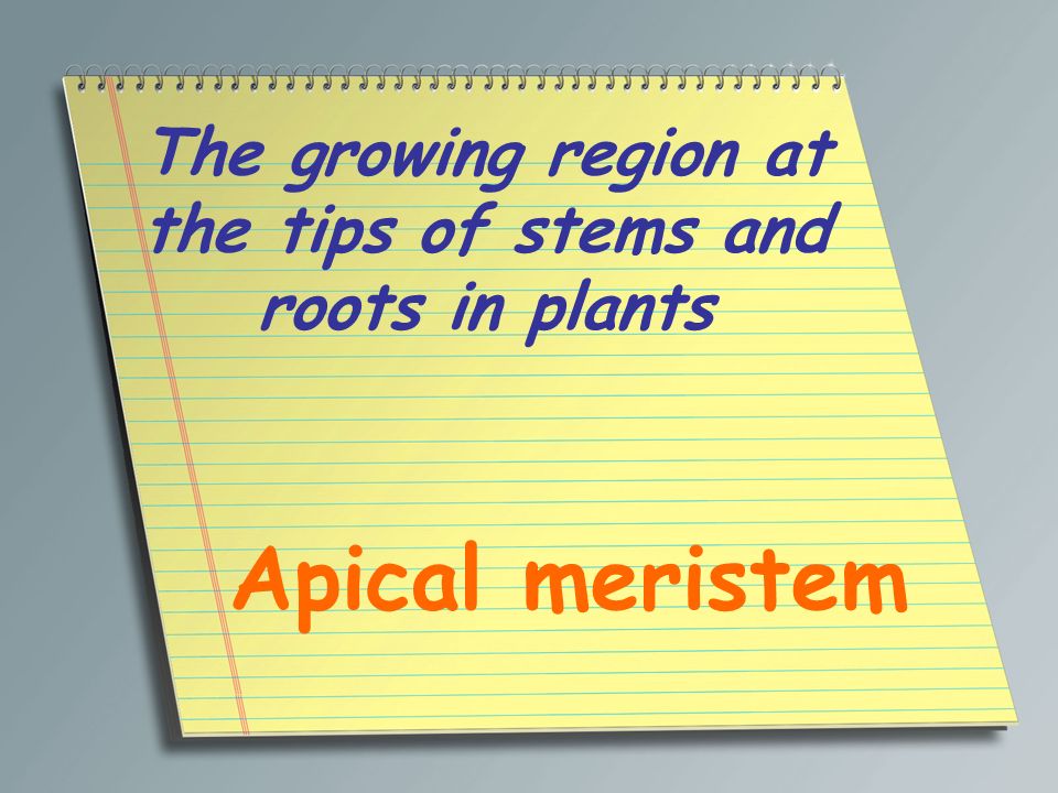 The growing region at the tips of stems and roots in plants