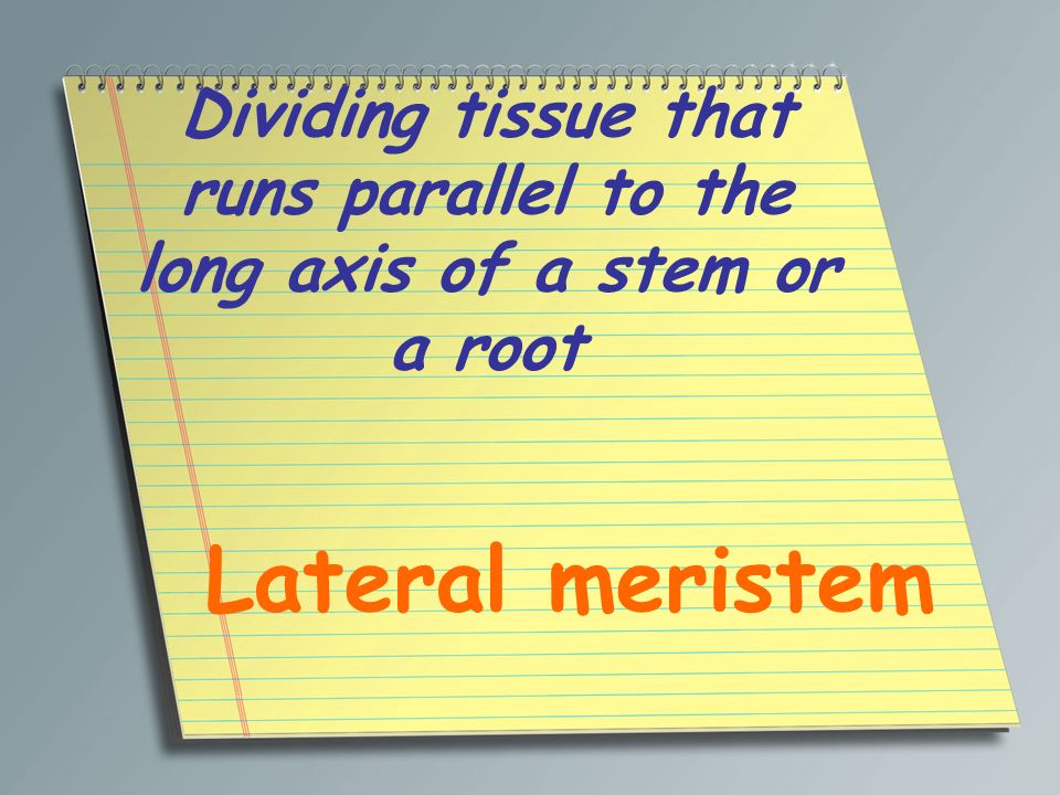 Dividing tissue that runs parallel to the long axis of a stem or a root