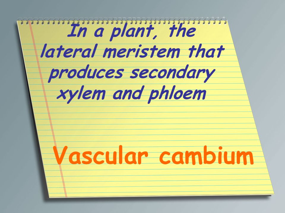 In a plant, the lateral meristem that produces secondary xylem and phloem
