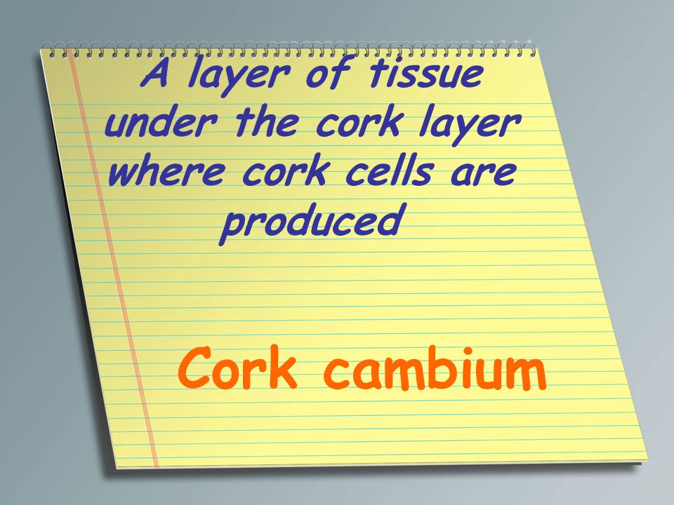 A layer of tissue under the cork layer where cork cells are produced