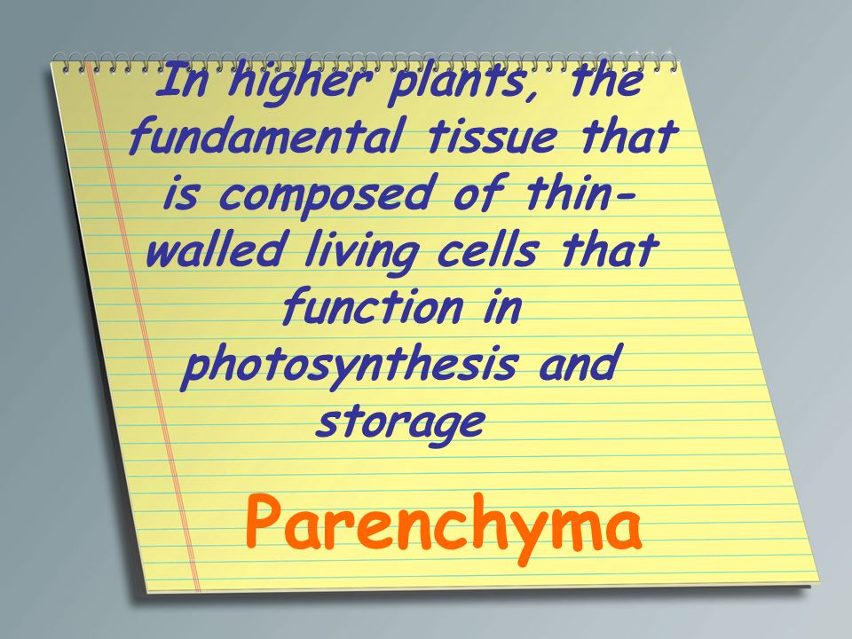 In higher plants, the fundamental tissue that is composed of thin-walled living cells that function in photosynthesis and storage