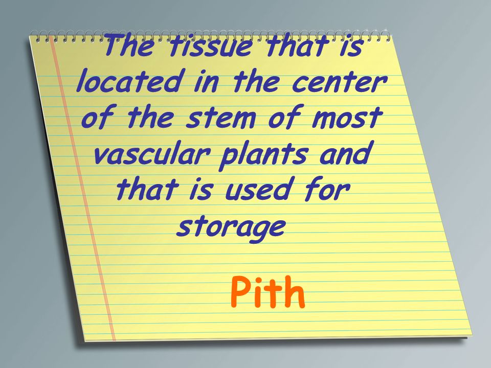 The tissue that is located in the center of the stem of most vascular plants and that is used for storage
