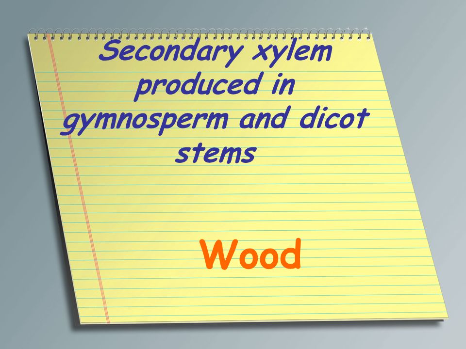 Secondary xylem produced in gymnosperm and dicot stems