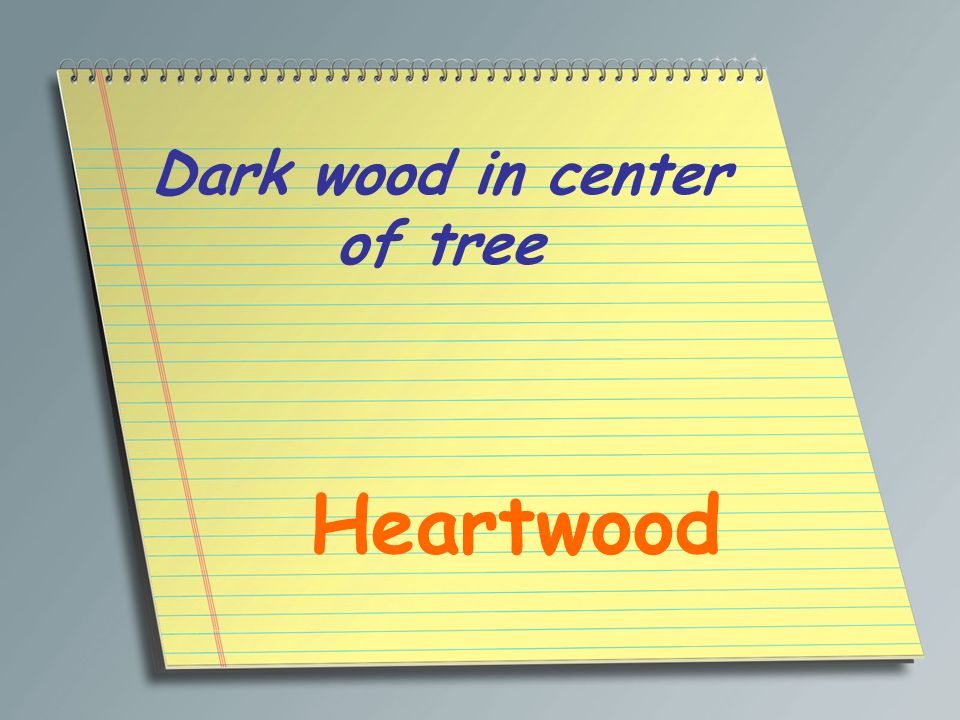 Dark wood in center of tree
