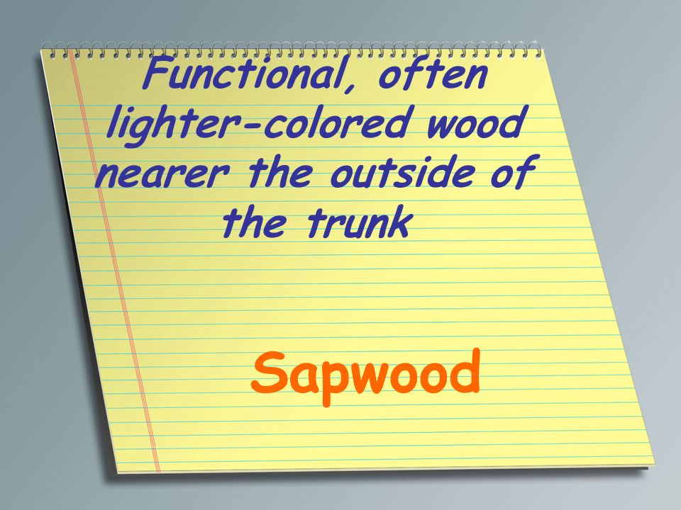 Functional, often lighter-colored wood nearer the outside of the trunk