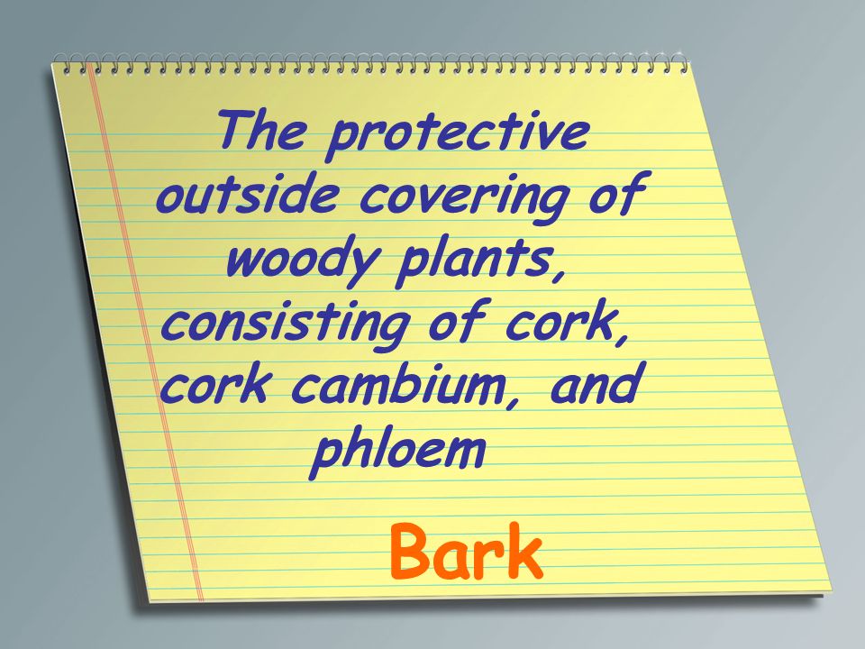 The protective outside covering of woody plants, consisting of cork, cork cambium, and phloem
