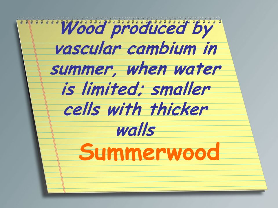 Wood produced by vascular cambium in summer, when water is limited; smaller cells with thicker walls