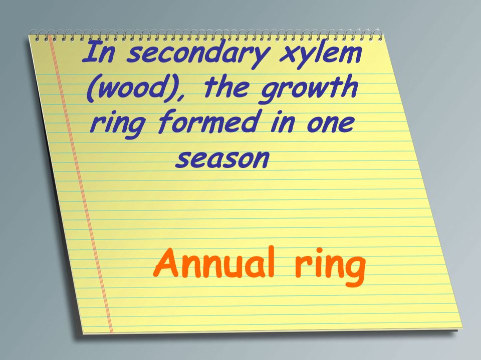 In secondary xylem (wood), the growth ring formed in one season