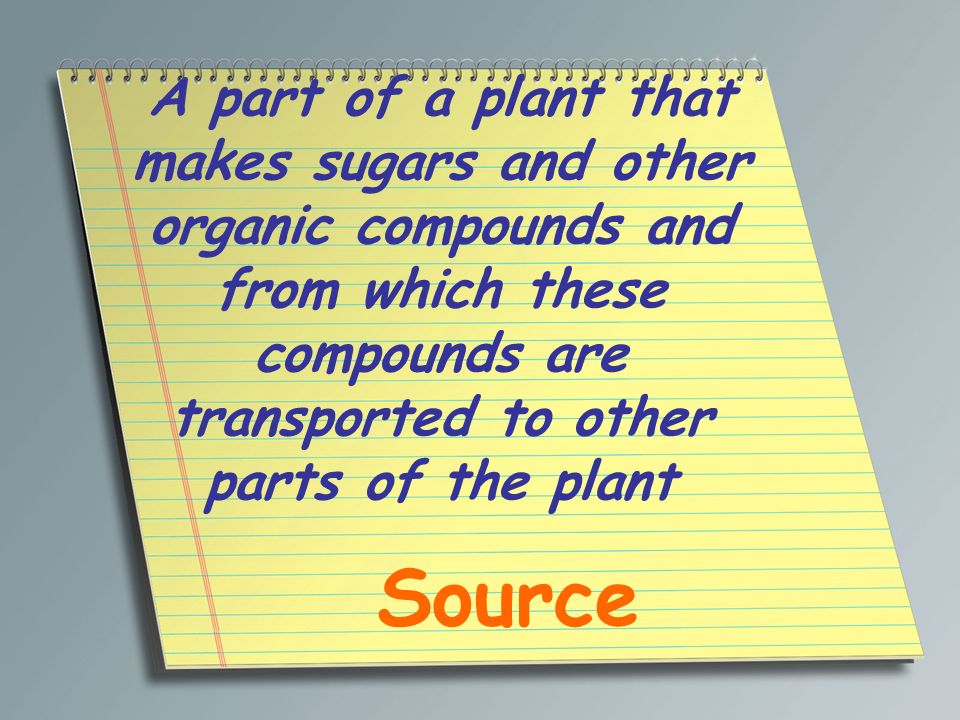 A part of a plant that makes sugars and other organic compounds and from which these compounds are transported to other parts of the plant