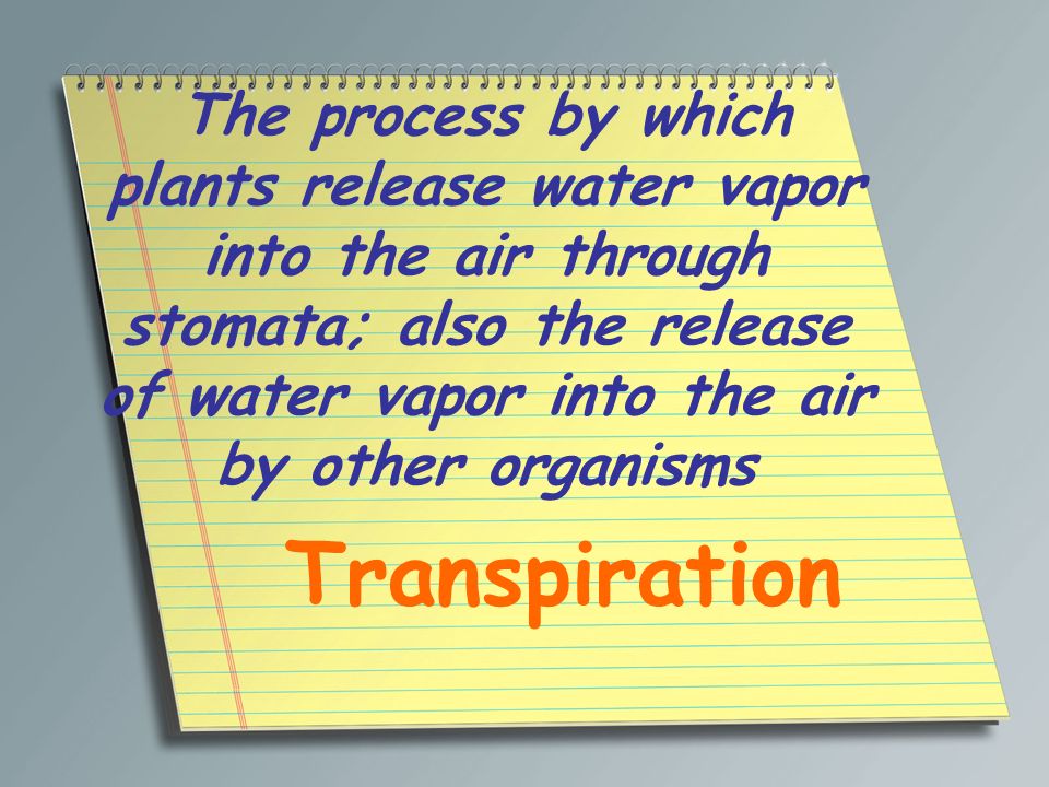 The process by which plants release water vapor into the air through stomata; also the release of water vapor into the air by other organisms