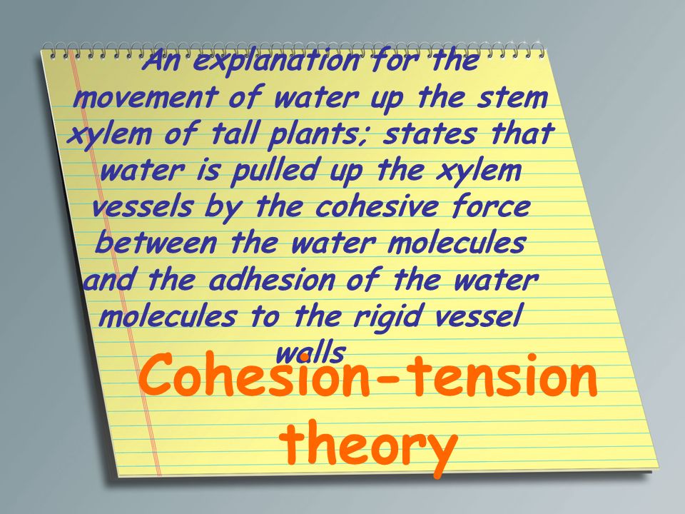 Cohesion-tension theory