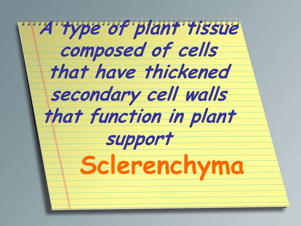 A type of plant tissue composed of cells that have thickened secondary cell walls that function in plant support