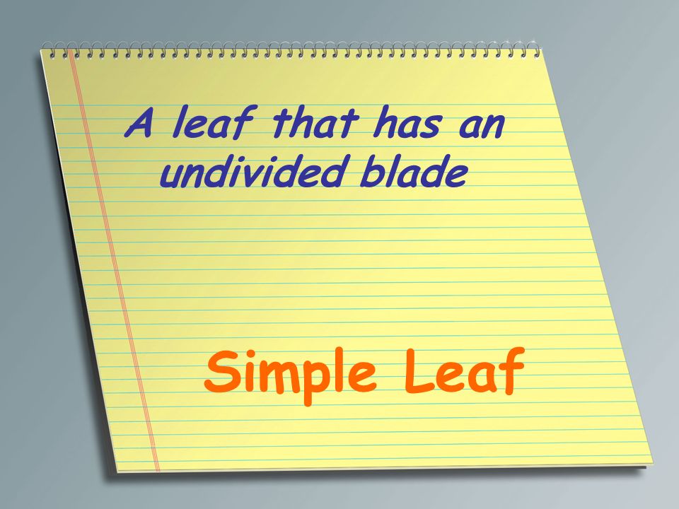 A leaf that has an undivided blade