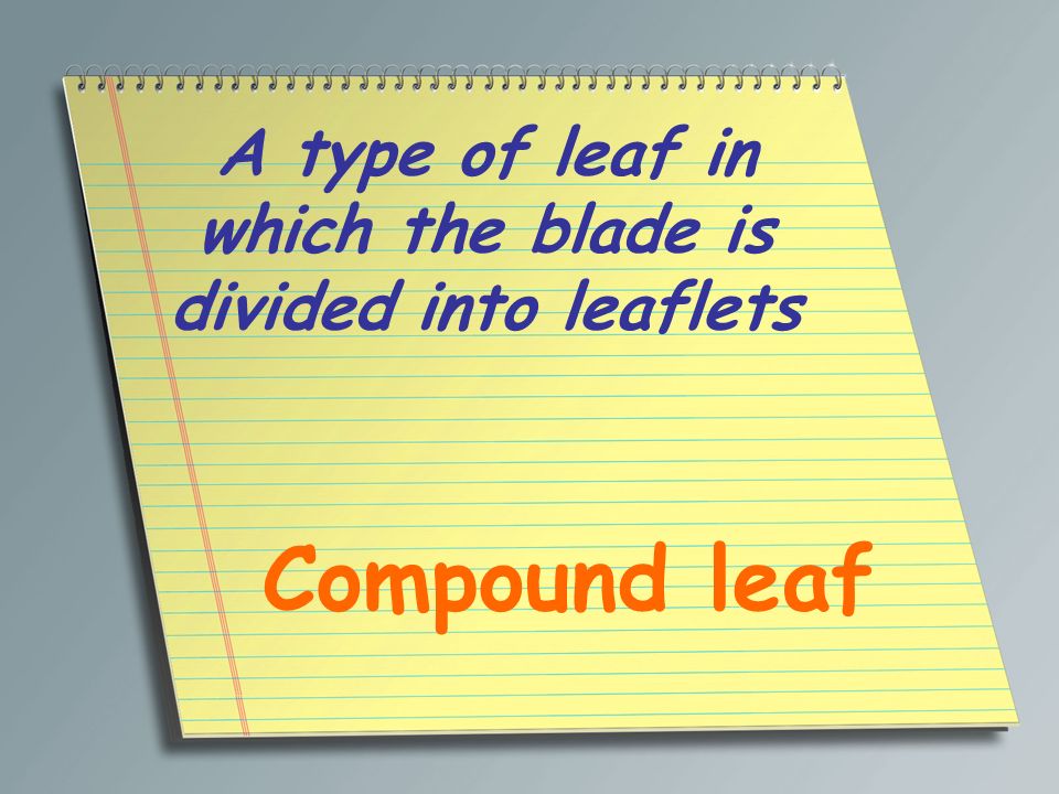 A type of leaf in which the blade is divided into leaflets