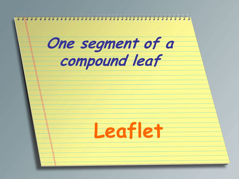 One segment of a compound leaf