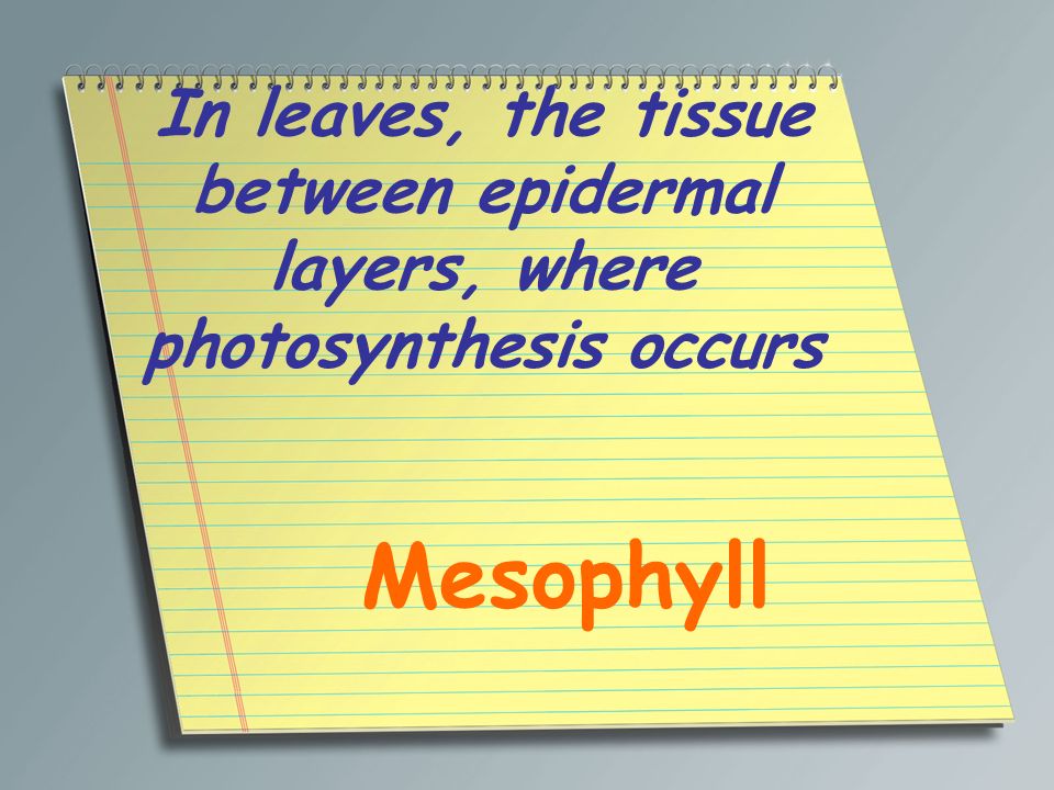 In leaves, the tissue between epidermal layers, where photosynthesis occurs