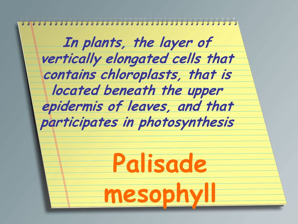 In plants, the layer of vertically elongated cells that contains chloroplasts, that is located beneath the upper epidermis of leaves, and that participates in photosynthesis
