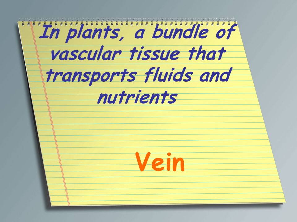 In plants, a bundle of vascular tissue that transports fluids and nutrients