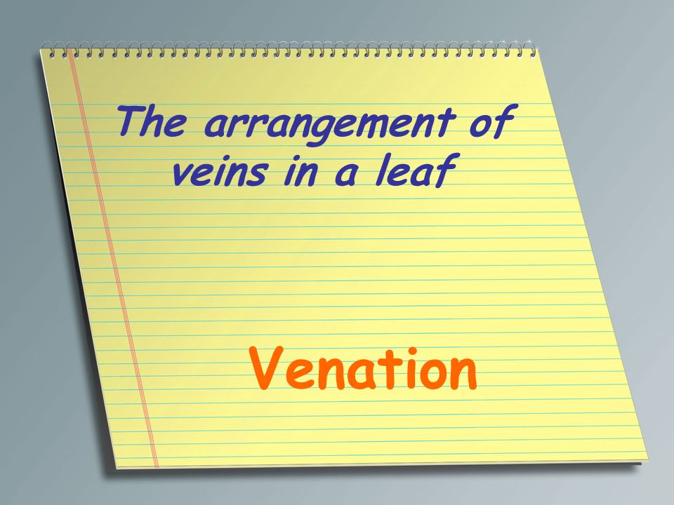 The arrangement of veins in a leaf