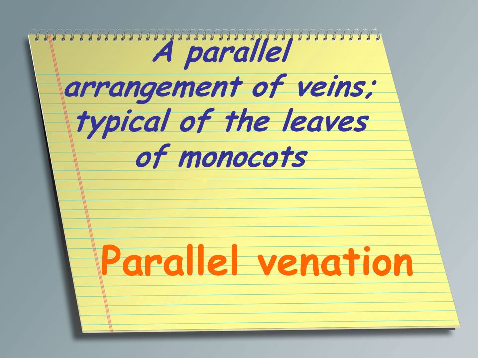 A parallel arrangement of veins; typical of the leaves of monocots