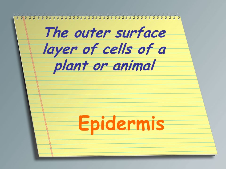 The outer surface layer of cells of a plant or animal