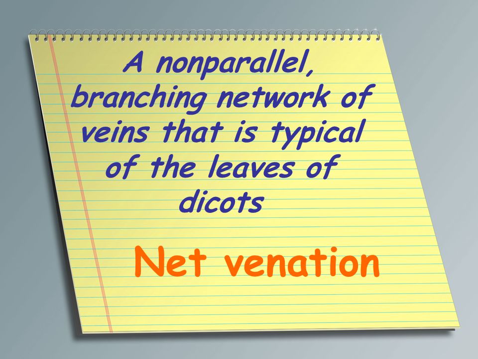 A nonparallel, branching network of veins that is typical of the leaves of dicots