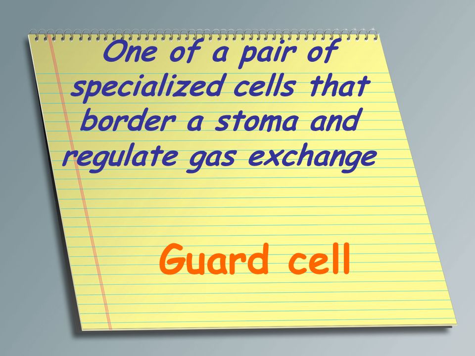 One of a pair of specialized cells that border a stoma and regulate gas exchange