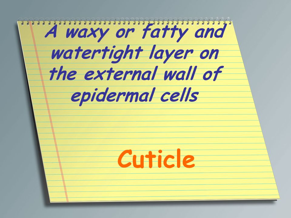 A waxy or fatty and watertight layer on the external wall of epidermal cells