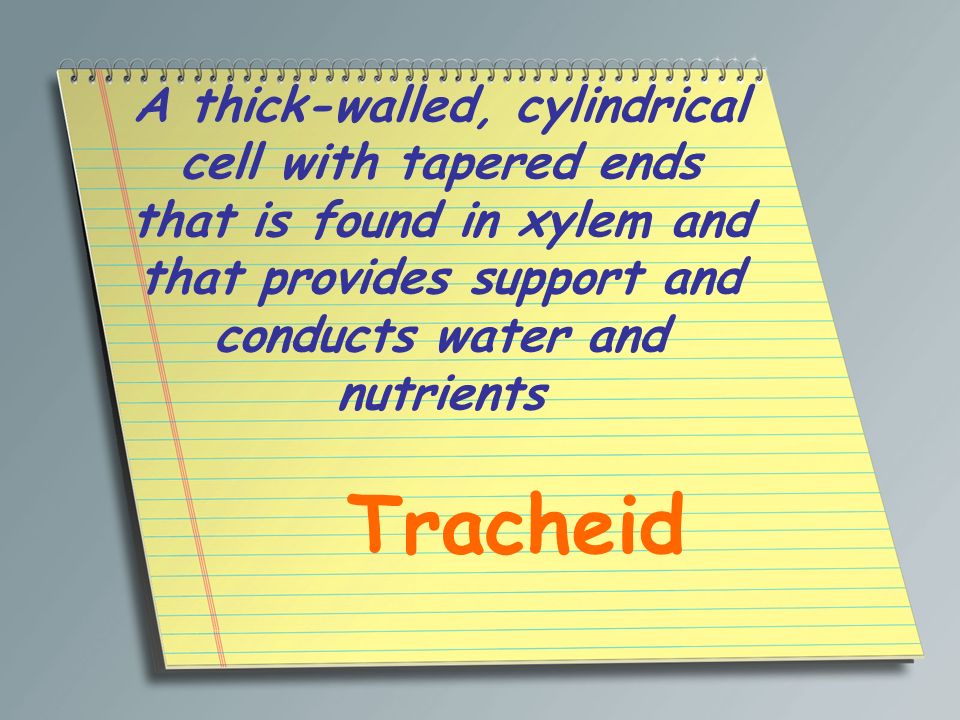 A thick-walled, cylindrical cell with tapered ends that is found in xylem and that provides support and conducts water and nutrients