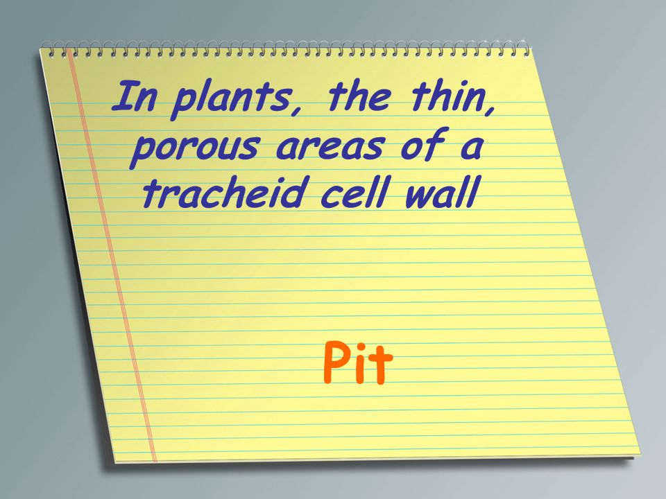 In plants, the thin, porous areas of a tracheid cell wall
