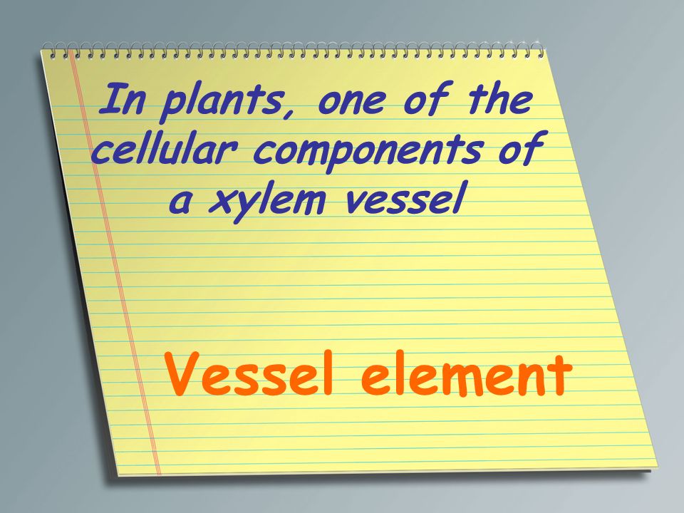 In plants, one of the cellular components of a xylem vessel