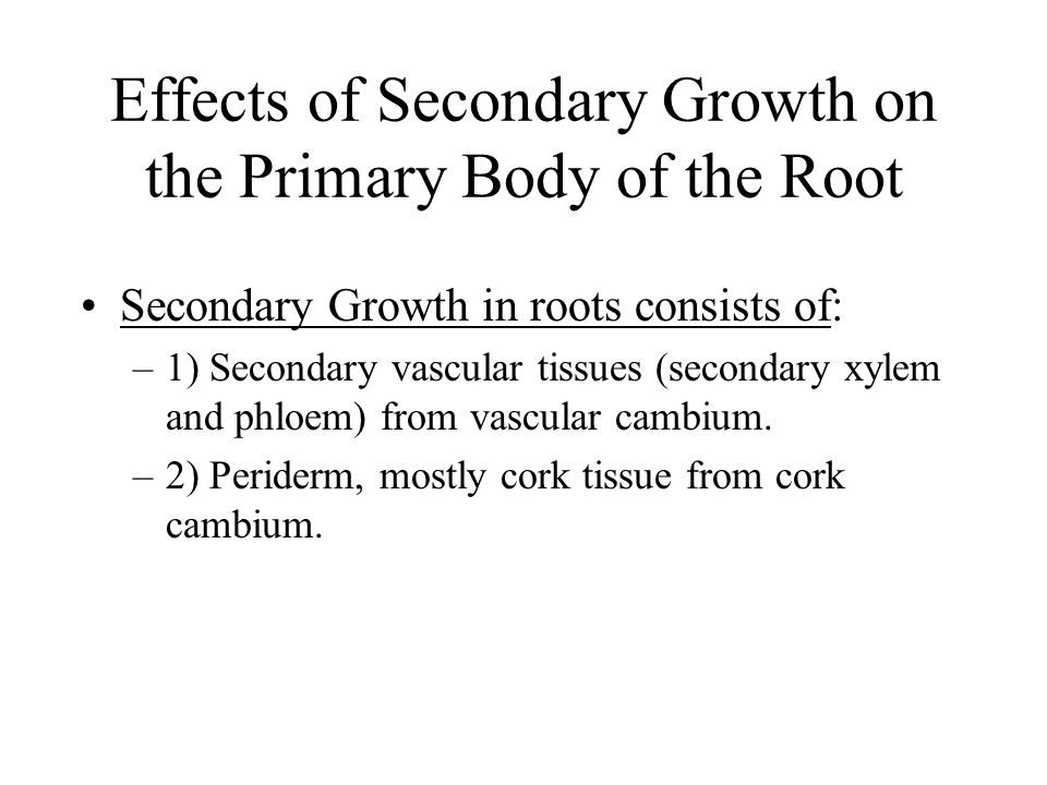 Effects of Secondary Growth on the Primary Body of the Root