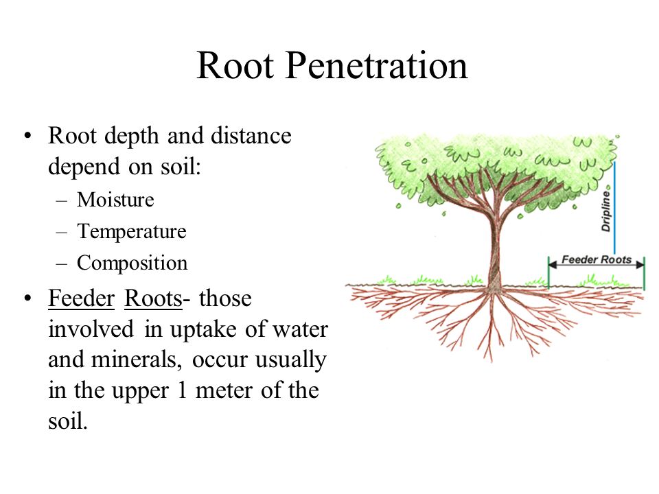 Root Penetration Root depth and distance depend on soil: