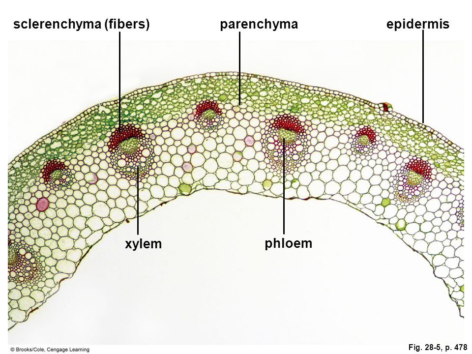 Plant tissues. Флоэма Ксилема паренхима. Ксилема флоэма аэренхема. Parenchyma Cells.
