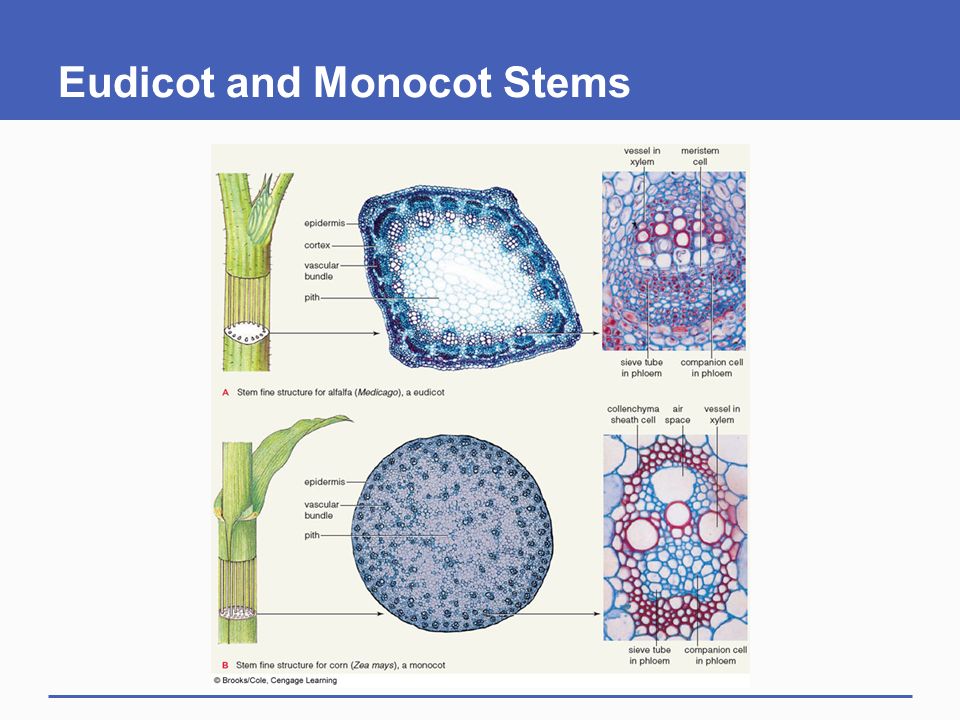 Eudicot and Monocot Stems.